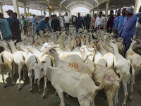 A customer is inspecting sheep at the livestock market ahead of the Muslim festival of Eid al-Adha in Doha, Qatar, on June 15, 2024. Muslims...