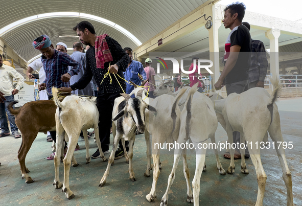 A customer is inspecting sheep at the livestock market ahead of the Muslim festival of Eid al-Adha in Doha, Qatar, on June 15, 2024. Muslims...