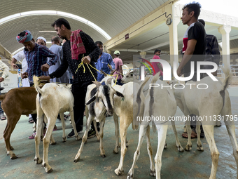 A customer is inspecting sheep at the livestock market ahead of the Muslim festival of Eid al-Adha in Doha, Qatar, on June 15, 2024. Muslims...