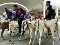 A customer is inspecting sheep at the livestock market ahead of the Muslim festival of Eid al-Adha in Doha, Qatar, on June 15, 2024. Muslims...