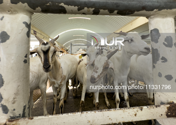 A general view of the livestock market ahead of the Muslim festival of Eid al-Adha in Doha, Qatar, on June 15, 2024. Muslims in Qatar are ce...