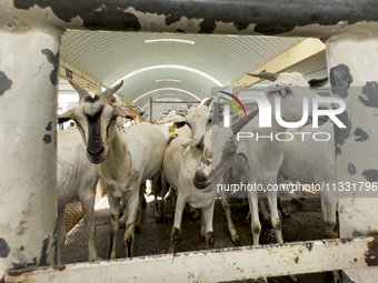 A general view of the livestock market ahead of the Muslim festival of Eid al-Adha in Doha, Qatar, on June 15, 2024. Muslims in Qatar are ce...