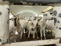 A general view of the livestock market ahead of the Muslim festival of Eid al-Adha in Doha, Qatar, on June 15, 2024. Muslims in Qatar are ce...