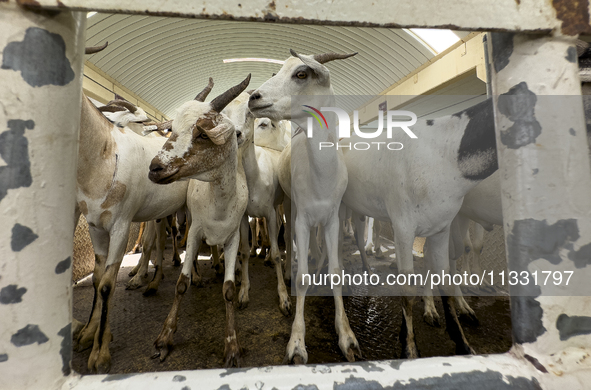 A general view of the livestock market ahead of the Muslim festival of Eid al-Adha in Doha, Qatar, on June 15, 2024. Muslims in Qatar are ce...