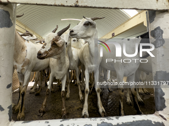 A general view of the livestock market ahead of the Muslim festival of Eid al-Adha in Doha, Qatar, on June 15, 2024. Muslims in Qatar are ce...