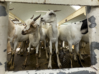 A general view of the livestock market ahead of the Muslim festival of Eid al-Adha in Doha, Qatar, on June 15, 2024. Muslims in Qatar are ce...