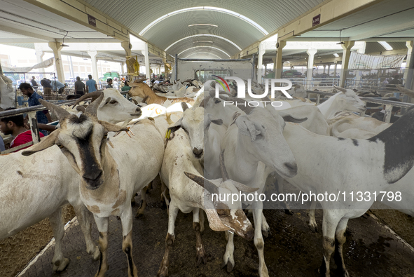 A general view of the livestock market ahead of the Muslim festival of Eid al-Adha in Doha, Qatar, on June 15, 2024. Muslims in Qatar are ce...