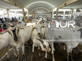 A general view of the livestock market ahead of the Muslim festival of Eid al-Adha in Doha, Qatar, on June 15, 2024. Muslims in Qatar are ce...