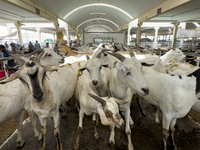 A general view of the livestock market ahead of the Muslim festival of Eid al-Adha in Doha, Qatar, on June 15, 2024. Muslims in Qatar are ce...