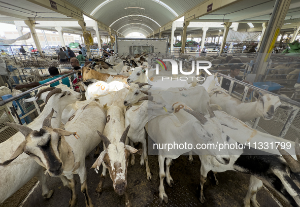 A general view of the livestock market ahead of the Muslim festival of Eid al-Adha in Doha, Qatar, on June 15, 2024. Muslims in Qatar are ce...