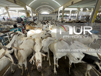 A general view of the livestock market ahead of the Muslim festival of Eid al-Adha in Doha, Qatar, on June 15, 2024. Muslims in Qatar are ce...