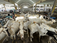 A general view of the livestock market ahead of the Muslim festival of Eid al-Adha in Doha, Qatar, on June 15, 2024. Muslims in Qatar are ce...