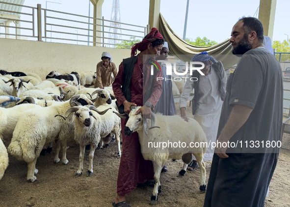 A customer is inspecting sheep at the livestock market ahead of the Muslim festival of Eid al-Adha in Doha, Qatar, on June 15, 2024. Muslims...