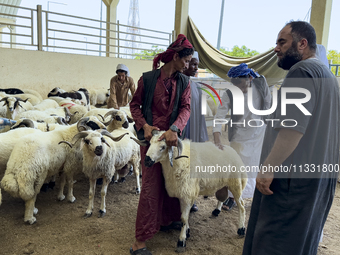 A customer is inspecting sheep at the livestock market ahead of the Muslim festival of Eid al-Adha in Doha, Qatar, on June 15, 2024. Muslims...