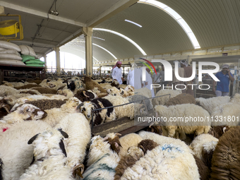 A general view of the livestock market ahead of the Muslim festival of Eid al-Adha in Doha, Qatar, on June 15, 2024. Muslims in Qatar are ce...