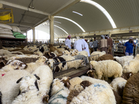 A general view of the livestock market ahead of the Muslim festival of Eid al-Adha in Doha, Qatar, on June 15, 2024. Muslims in Qatar are ce...