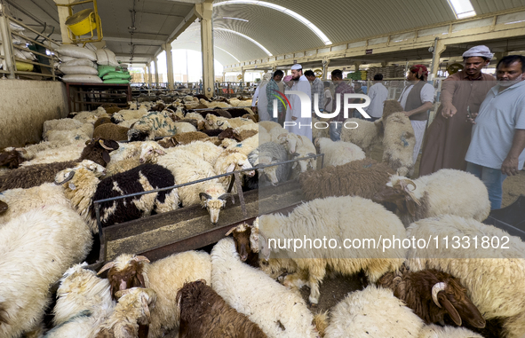 A customer is inspecting sheep at the livestock market ahead of the Muslim festival of Eid al-Adha in Doha, Qatar, on June 15, 2024. Muslims...