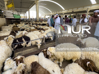 A customer is inspecting sheep at the livestock market ahead of the Muslim festival of Eid al-Adha in Doha, Qatar, on June 15, 2024. Muslims...