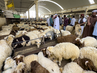 A customer is inspecting sheep at the livestock market ahead of the Muslim festival of Eid al-Adha in Doha, Qatar, on June 15, 2024. Muslims...