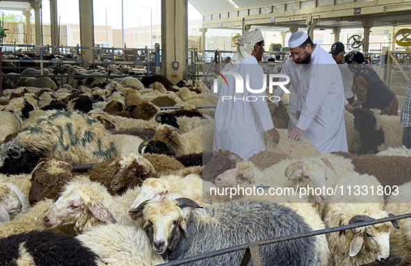 A customer is inspecting sheep at the livestock market ahead of the Muslim festival of Eid al-Adha in Doha, Qatar, on June 15, 2024. Muslims...