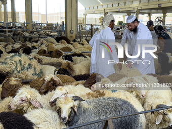 A customer is inspecting sheep at the livestock market ahead of the Muslim festival of Eid al-Adha in Doha, Qatar, on June 15, 2024. Muslims...