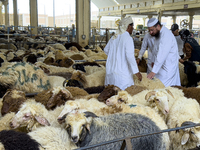 A customer is inspecting sheep at the livestock market ahead of the Muslim festival of Eid al-Adha in Doha, Qatar, on June 15, 2024. Muslims...