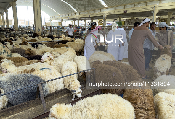 A customer is inspecting sheep at the livestock market ahead of the Muslim festival of Eid al-Adha in Doha, Qatar, on June 15, 2024. Muslims...