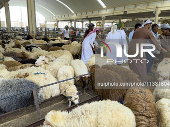 A customer is inspecting sheep at the livestock market ahead of the Muslim festival of Eid al-Adha in Doha, Qatar, on June 15, 2024. Muslims...