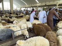 A customer is inspecting sheep at the livestock market ahead of the Muslim festival of Eid al-Adha in Doha, Qatar, on June 15, 2024. Muslims...