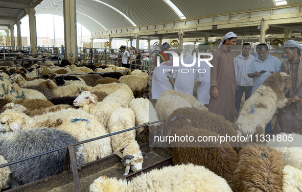 A customer is inspecting sheep at the livestock market ahead of the Muslim festival of Eid al-Adha in Doha, Qatar, on June 15, 2024. Muslims...