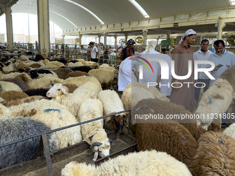 A customer is inspecting sheep at the livestock market ahead of the Muslim festival of Eid al-Adha in Doha, Qatar, on June 15, 2024. Muslims...