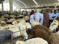 A customer is inspecting sheep at the livestock market ahead of the Muslim festival of Eid al-Adha in Doha, Qatar, on June 15, 2024. Muslims...