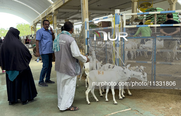 Sheep vendors are awaiting customers at the livestock market ahead of the Muslim festival of Eid al-Adha in Doha, Qatar, on June 15, 2024. M...