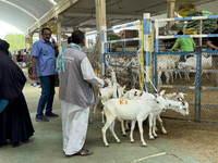 Sheep vendors are awaiting customers at the livestock market ahead of the Muslim festival of Eid al-Adha in Doha, Qatar, on June 15, 2024. M...