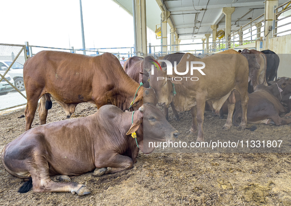 Cows are being sold at the livestock market ahead of the Muslim festival of Eid al-Adha in Doha, Qatar, on June 15, 2024. Muslims in Qatar a...