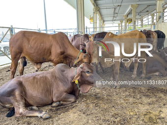 Cows are being sold at the livestock market ahead of the Muslim festival of Eid al-Adha in Doha, Qatar, on June 15, 2024. Muslims in Qatar a...