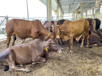 Cows are being sold at the livestock market ahead of the Muslim festival of Eid al-Adha in Doha, Qatar, on June 15, 2024. Muslims in Qatar a...