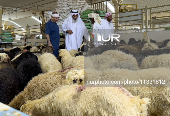 A customer is inspecting sheep at a livestock market ahead of the Muslim festival of Eid al-Adha in Doha, Qatar, on June 15, 2024. Muslims i...