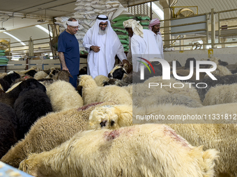 A customer is inspecting sheep at a livestock market ahead of the Muslim festival of Eid al-Adha in Doha, Qatar, on June 15, 2024. Muslims i...