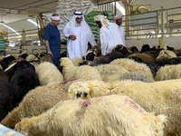 A customer is inspecting sheep at a livestock market ahead of the Muslim festival of Eid al-Adha in Doha, Qatar, on June 15, 2024. Muslims i...