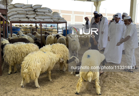 A customer is inspecting sheep at a livestock market ahead of the Muslim festival of Eid al-Adha in Doha, Qatar, on June 15, 2024. Muslims i...