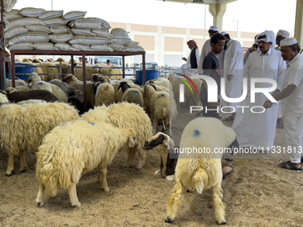 A customer is inspecting sheep at a livestock market ahead of the Muslim festival of Eid al-Adha in Doha, Qatar, on June 15, 2024. Muslims i...