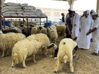 A customer is inspecting sheep at a livestock market ahead of the Muslim festival of Eid al-Adha in Doha, Qatar, on June 15, 2024. Muslims i...