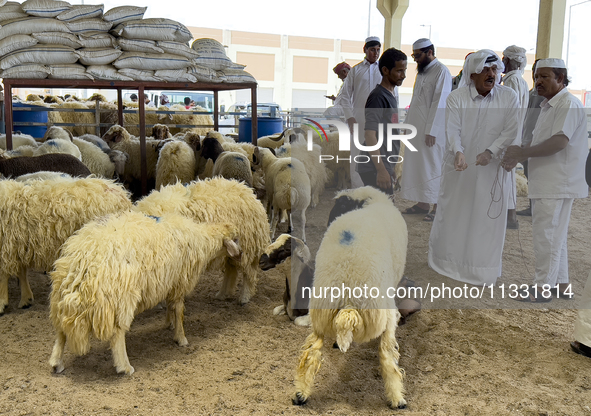 A customer is inspecting sheep at a livestock market ahead of the Muslim festival of Eid al-Adha in Doha, Qatar, on June 15, 2024. Muslims i...