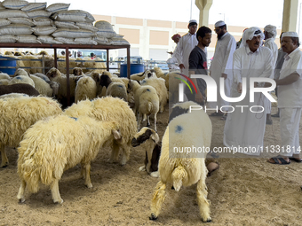 A customer is inspecting sheep at a livestock market ahead of the Muslim festival of Eid al-Adha in Doha, Qatar, on June 15, 2024. Muslims i...