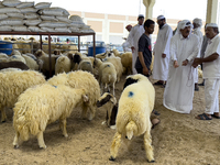 A customer is inspecting sheep at a livestock market ahead of the Muslim festival of Eid al-Adha in Doha, Qatar, on June 15, 2024. Muslims i...