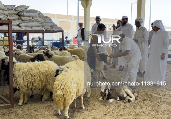 A customer is inspecting sheep at a livestock market ahead of the Muslim festival of Eid al-Adha in Doha, Qatar, on June 15, 2024. Muslims i...