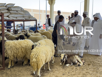 A customer is inspecting sheep at a livestock market ahead of the Muslim festival of Eid al-Adha in Doha, Qatar, on June 15, 2024. Muslims i...