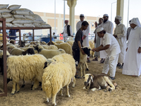 A customer is inspecting sheep at a livestock market ahead of the Muslim festival of Eid al-Adha in Doha, Qatar, on June 15, 2024. Muslims i...