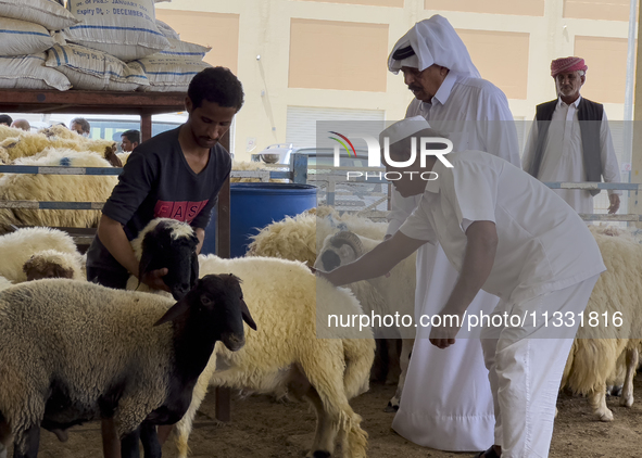 A customer is inspecting sheep at a livestock market ahead of the Muslim festival of Eid al-Adha in Doha, Qatar, on June 15, 2024. Muslims i...